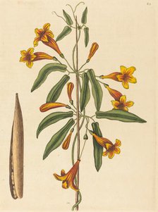 Cross-vine (Bignonia capreolata), published 1754. Creator: Mark Catesby.