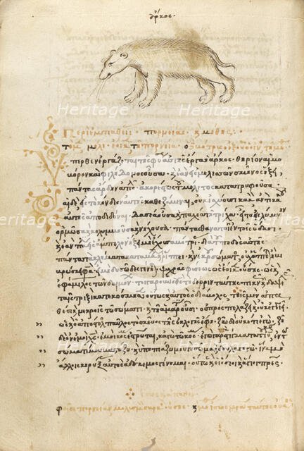 A Bear, 1510-1520. Creator: Unknown.