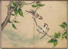 Desk Album: Flower and Bird Paintings (Gossiping Sparrows), 18th Century. Creator: Zhang Ruoai (Chinese).