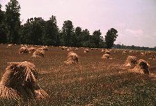 Typical southeastern Georgia farm with newly harvested field of oats, 1939. Creator: Marion Post Wolcott.