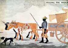 A slave with an ox-cart containing the week's cotton pickings, New Orleans, USA. Artist: Anon