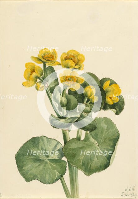Marsh Marigold (Caltha palustris), 1924. Creator: Mary Vaux Walcott.