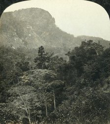 'Tropical Vegetation in the Barron River Gorge,...Cairns, Queensland, Australia', c1909.  Creator: George Rose.