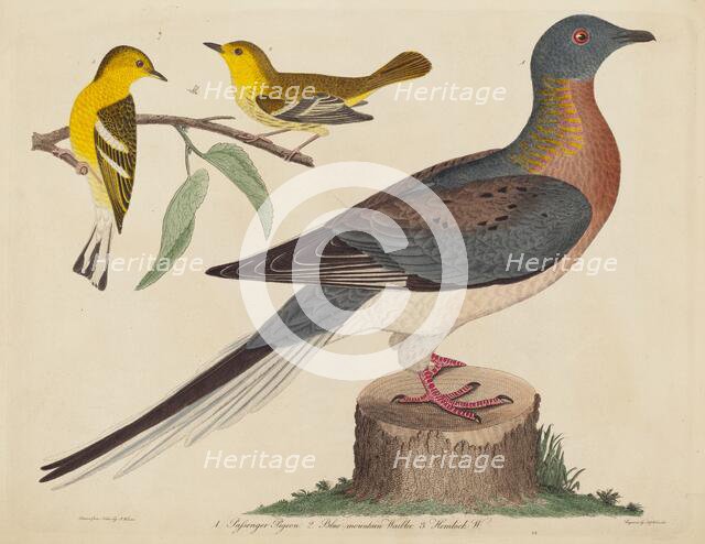 Passenger Pigeon, Blue-mountain Warbler, and Hemlock Warbler, published 1808-1814. Creator: John G. Warnicke.