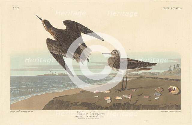 Schinz's Sandpiper, 1835. Creator: Robert Havell.