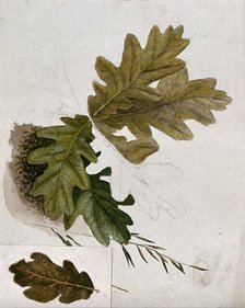 Leaves of oak (Quercus species), c19th century. Creator: Unknown.