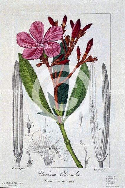 Nerium Oleander, pub. 1836. Creator: Panacre Bessa (1772-1846).