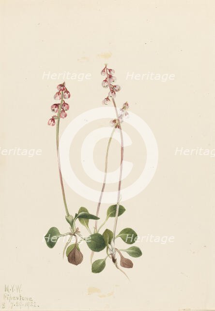 Small Pyrola (Pyrola minor), 1922. Creator: Mary Vaux Walcott.