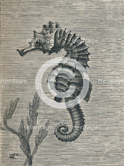 'The Sea-Horse, Undisguised, Sedately Swimming', c1900, (1910). Artist: Fred Enock.