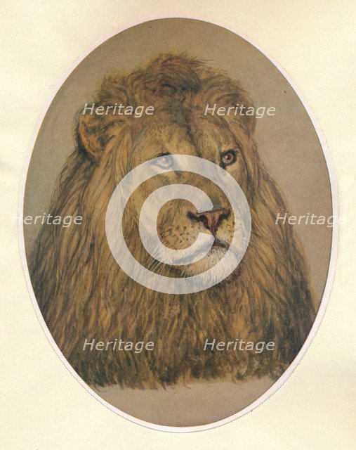 'Lion's Head', c1896. Artist: Frank Paton.