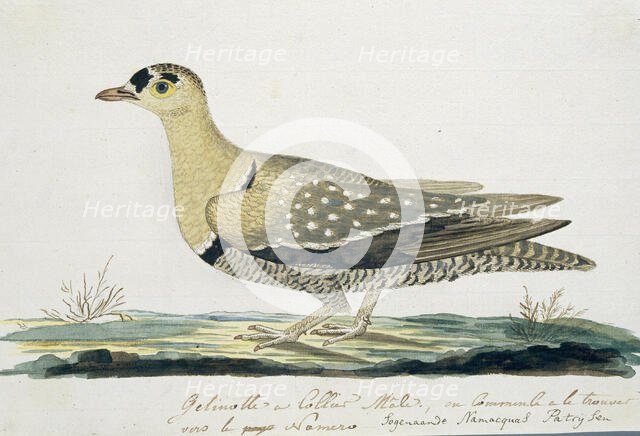 Pteroclurus bicinctus (Double-banded sandgrouse), c.1778. Creator: Robert Jacob Gordon.