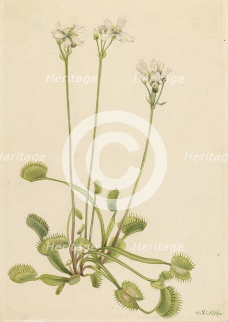 Venus Flytrap (Dionaea muscipula), 1918. Creator: Mary Vaux Walcott.