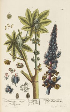 Herbarium Blackwellianum emendatum et auctum, 1754-1773. Creator: Blackwell, Elizabeth Blachrie (1707-1758).