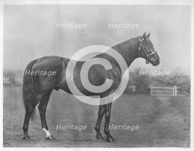 'Isinglass (bay)', 1890-1911, (1911). Artist: Unknown.