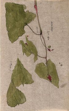 A flowering stem and separate floral segments. Creator: Unknown.