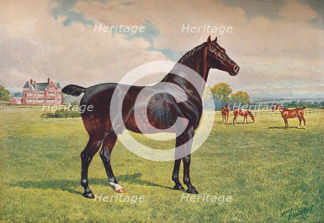 Hackney Pony stallion Berkeley Model, c1900 (c1910). Artist: Henry Powell Palfrey.