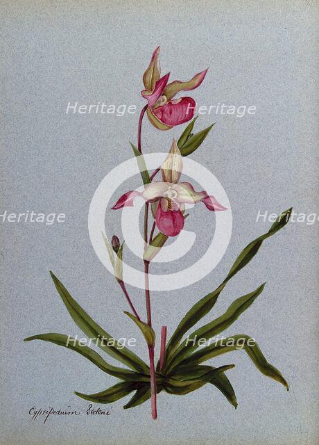 A lady's slipper orchid (Cypripedium Sedeni): flowering stem. Creator: Unknown.