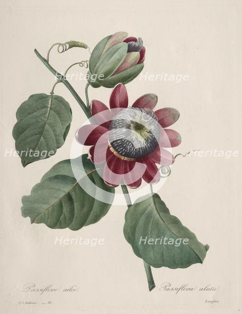 Choix des plus belles fleurs...plus beaux fruits: Passiflore ailee, 1827. Creator: Henry Joseph Redouté (French, 1766-1853).