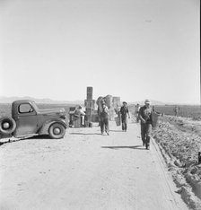 Five hundred pea pickers in field of large-scale Sinclair..., Near Calipatria, CA, 1939. Creator: Dorothea Lange.