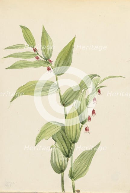 Pink Twisted Stalk (Streptopus curvipes), 1913. Creator: Mary Vaux Walcott.