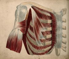 Dissection showing the muscles and bones of the chest and shoulder, 1852-1854. Creator: J.C. Whishaw.