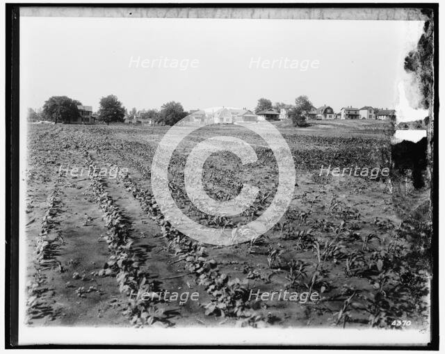 National Emergency Food Garden, between 1910 and 1920. Creator: Harris & Ewing.