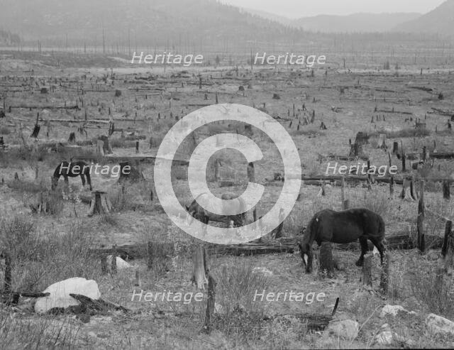 Horses pasturing among stumps and snags, Priest River Valley, Bonner County, Idaho, 1939. Creator: Dorothea Lange.