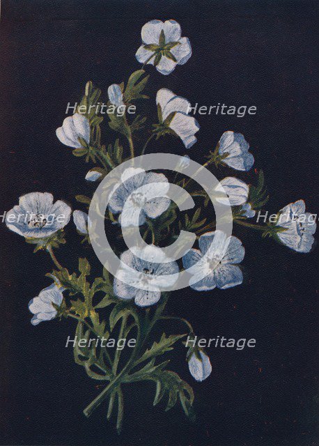 'Baby-Blue-Eyes',  c1915, (1915). Artist: Emma Graham Clock.