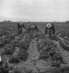 Filipinos cutting lettuce, near Westmorland, Imperial Valley, 1939. Creator: Dorothea Lange.