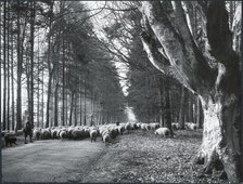 A flock of sheep being driven through Savernake Forest, Savernake, Wiltshire, 1925-1939. Creator: J Dixon Scott.