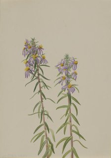 Aster (Aster hirariifolius), 1923. Creator: Mary Vaux Walcott.