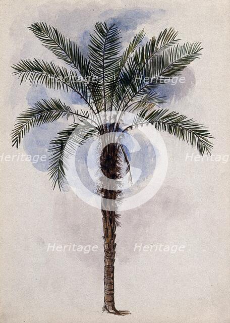 Murumuru palm tree (Astrocaryum murumuru Mart) in Guyana, 1846. Creator: Edward Alfred Goodall.