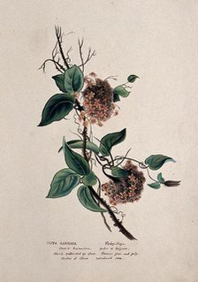 Wax plant (Hoya carnosa): flowering stem, (c1850?). Creator: Unknown.