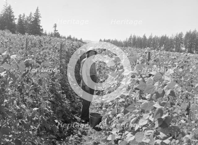 Possibly: Bean pickers at harvest time, near West Stayton, Marion County, Oregon, 1939. Creator: Dorothea Lange.