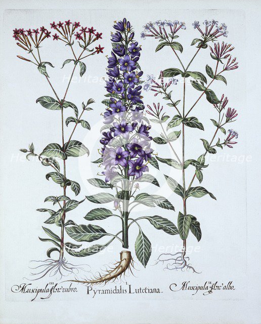 Pyramidal Campanula, Muscipulas, from 'Hortus Eystettensis', by Basil Besler (1561-1629), pub. 1613 