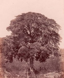 étude d'arbre, 1850-53. Creator: Edward King Tenison.