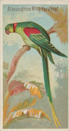 Alexandrine Ring Parakeet, from the Birds of the Tropics series (N5) for Allen & Ginter Ci..., 1889. Creator: Allen & Ginter.