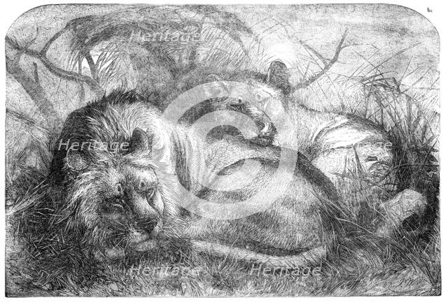 Babylonian Lions just received at the Gardens of the Zoological Society, Regent's-Park, 1856.  Creator: Pearson.