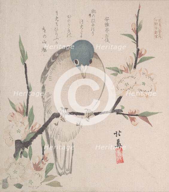 Spring Rain Collection (Harusame shu), vol. 3: Mountain Dove and Peach Flowers, ca. 1820., ca. 1820. Creator: Hokuba.