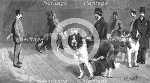 ''The Judging at the St.Bernard Club Show, held at Olympia', 1890. Creator: Unknown.