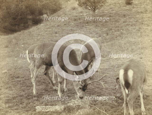 A Dear Picture At Hot Springs, SD, on FE & MV Ry, 1891. Creator: John C. H. Grabill.