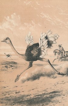 'Chasing the Ostrich', c1880. Artist: Unknown.