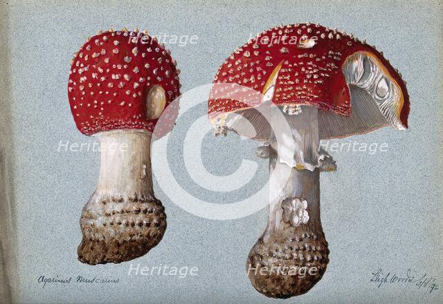 The fly agaric fungus (Amanita muscaria): two fruiting bodies, 1892. Creator: Unknown.