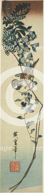 Sparrow and wisteria, 1840s. Creator: Ando Hiroshige.