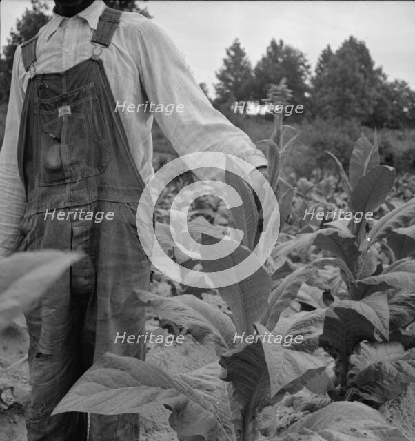 Negro tenant topping tobacco. Person County, North Carolina, 1939. Creator: Dorothea Lange.