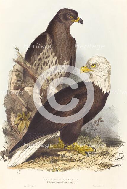 White Headed Eagle (Haliaetus leucocephalus), published 1832-1837. Creator: Edward Lear.