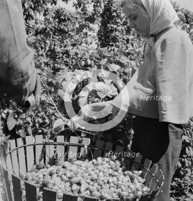 Possibly: Migratory field workers in hop field, Near Independence, Oregon, 1939. Creator: Dorothea Lange.