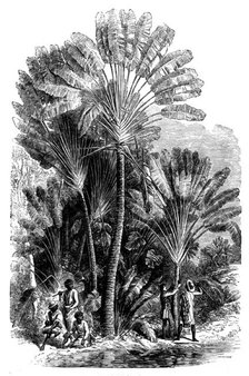 Sketches from Madagascar - the Traveller's-tree (Urania speciosa), 1858. Creator: Josiah Wood Whymper.