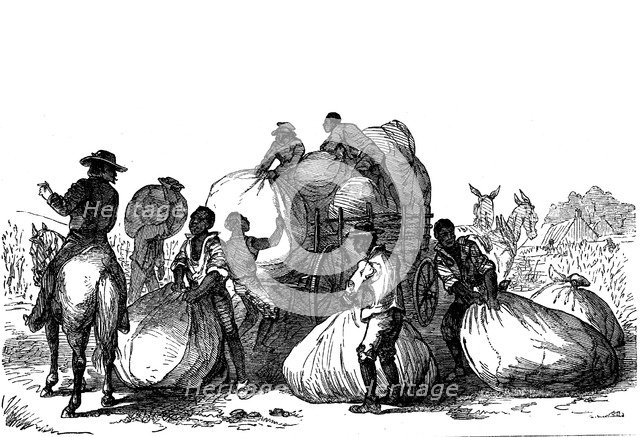 Negro labour loading sacks of cotton on cart, Southern states of USA. Artist: Unknown