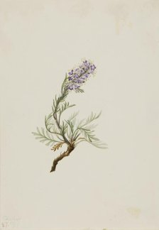 Gray Phacelia (Phacelia sericea), 1911. Creator: Mary Vaux Walcott.